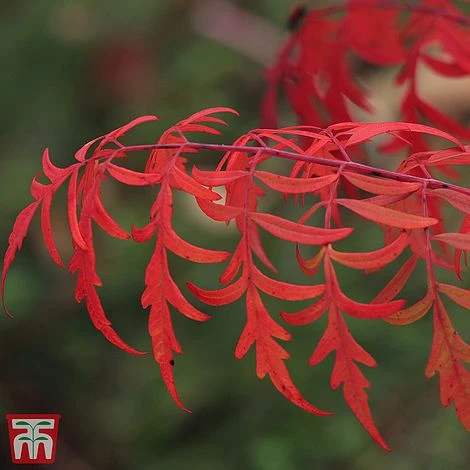 Rhus Glabra 'Laciniata' - Image 2