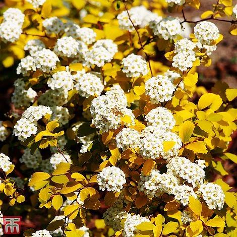 Spiraea X Vanhouttei 'Gold Fountain' - Image 2