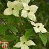 Cornus Kousa Var. Chinensis 'China Girl'