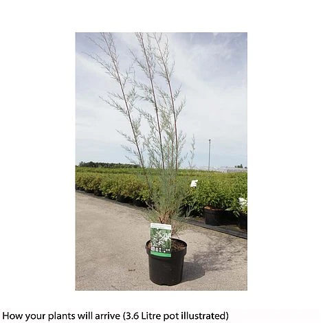 Tamarix Ramosissima 'Hulsdonk White' - Image 2