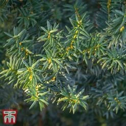 Taxus X Media 'Hillii'