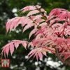 Toona Sinensis 'Flamingo'