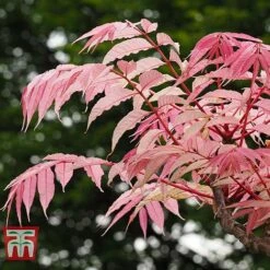 Toona Sinensis 'Flamingo'
