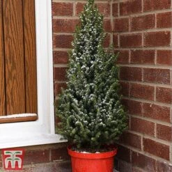 Potted Christmas Tree - Picea Perfecta - Gift