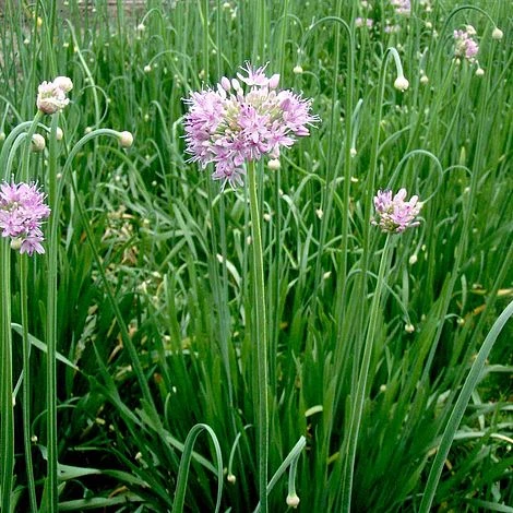 Allium 'Quattro' - Image 3