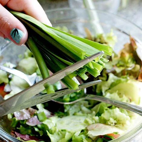 Allium 'Quattro' - Image 4