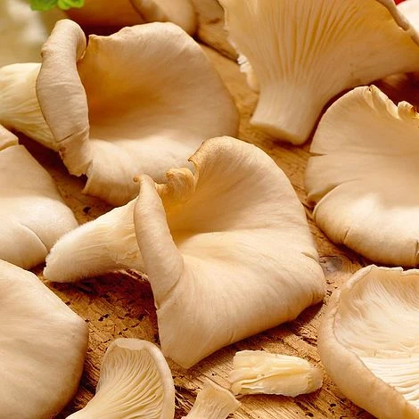 Mushroom Windowsill Kit - Oyster - Image 2