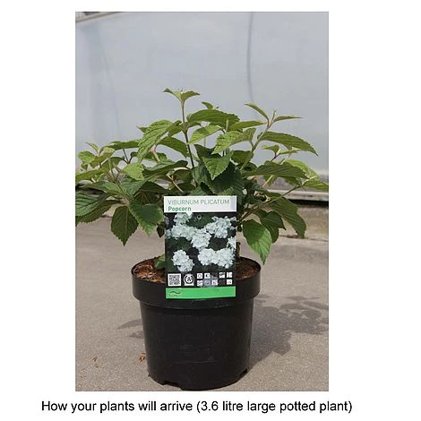 Viburnum Plicatum F. Plicatum 'Popcorn' - Image 2
