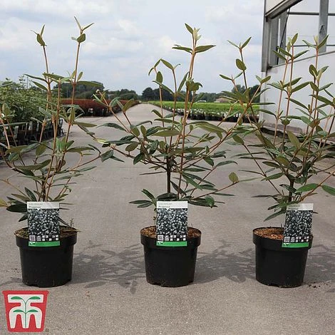 Viburnum 'Pragense' - Image 2