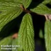 Viburnum Rhytidophyllum 'Holland'