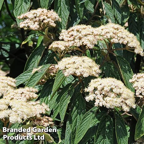 Viburnum Rhytidophyllum 'Holland' - Image 2