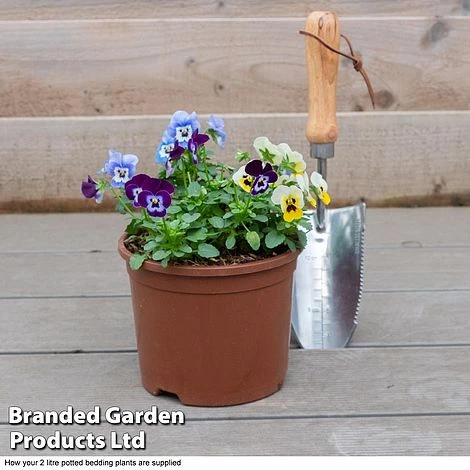 Viola 'Autumn Jewels Mixed' (Garden Ready) - Image 3