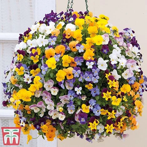 Viola 'Teardrops' Pre-Planted Hanging Basket