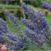 Vitex Agnus-castus 'Delta Blues'