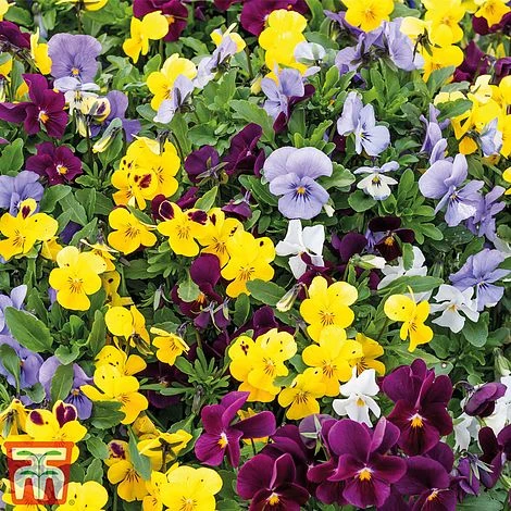 Viola 'Autumn Jewels Mixed' (Garden Ready) - Image 2
