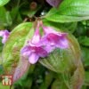 Weigela Florida 'Wings Of Fire'