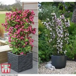 Weigela 'Towers Of Flowers'® Duo