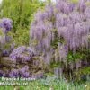 Wisteria Floribunda 'Lavender Lace'