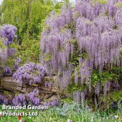 Wisteria Floribunda 'Lavender Lace'