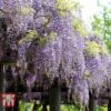 Wisteria Floribunda 'Domino'