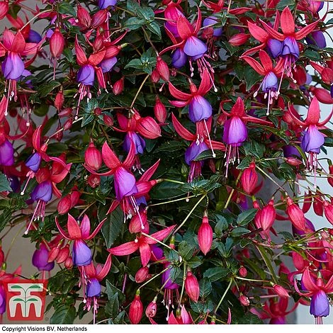 Fuchsia 'Angela' (Hardy) (Standard) - Image 4