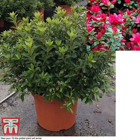 Rhododendron 'Rustica Hybrid Red' (Azalea Group) - Image 2