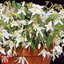 Begonia 'Santa Barbara'