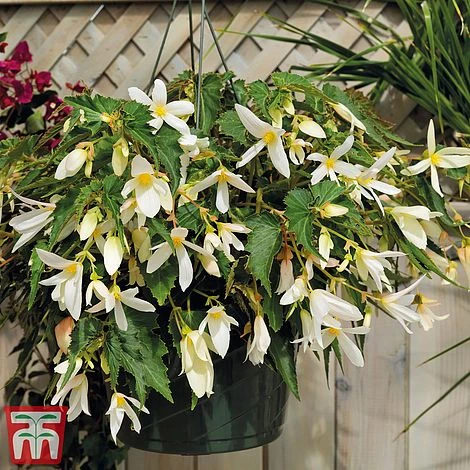 Begonia 'Santa Barbara' - Image 5