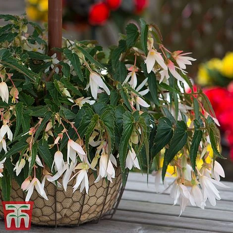 Begonia 'Santa Barbara' - Image 7