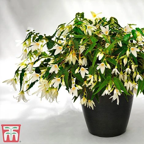 Begonia 'Santa Barbara' - Image 10