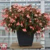 Begonia 'Waterfalls Bicolour'