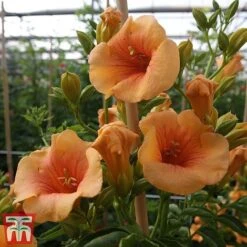 Campsis X Tagliabuana 'Summer Jazz - Gold'