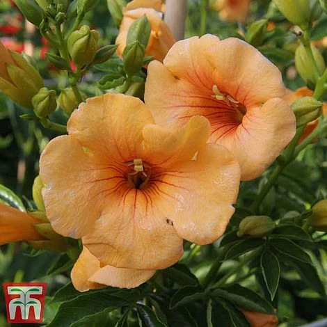 Campsis X Tagliabuana 'Summer Jazz - Gold' - Image 2