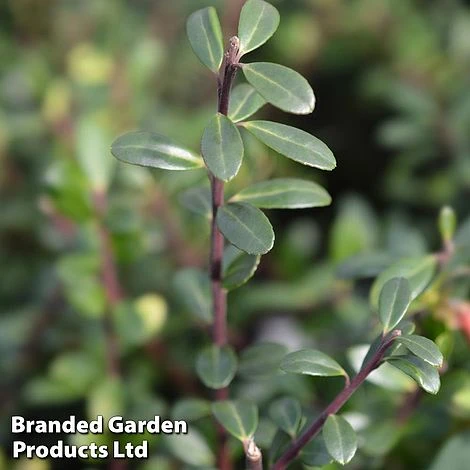 Ilex Crenata 'Caroline Upright' - Image 3