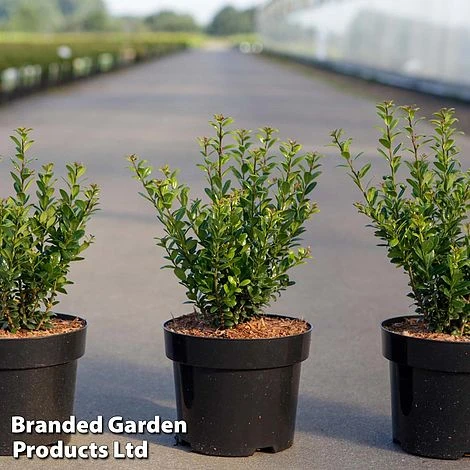 Ilex Crenata 'Caroline Upright' - Image 2