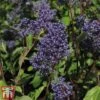 Ceanothus X Delilianus 'Henri Desfosse'