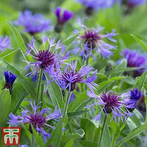 Centaurea Montana