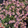 Coreopsis Rosea 'American Dream'