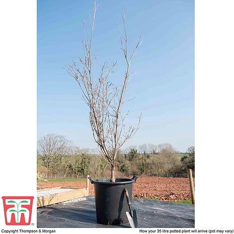 Cornus 'Milky Way' - Image 2