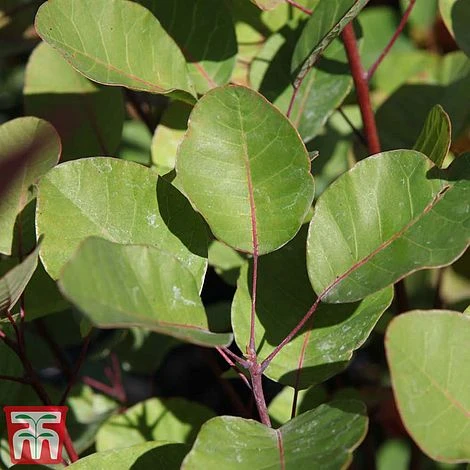 Cotinus Coggygria - Image 3