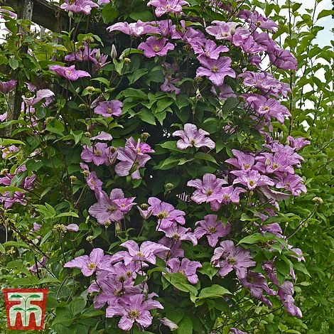 Clematis 'Comtesse De Bouchaud' - Image 2