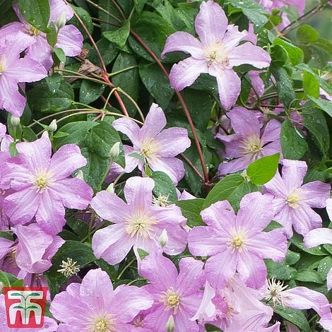Clematis 'Comtesse De Bouchaud' - Image 3