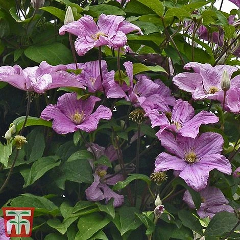 Clematis 'Comtesse De Bouchaud' - Image 4
