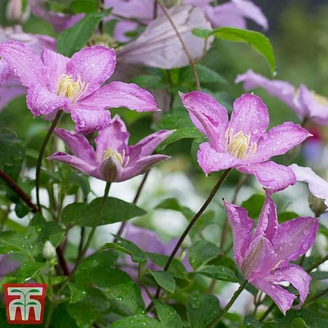 Clematis 'Comtesse De Bouchaud' - Image 6