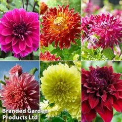 Dahlia 'Delightful Dinner Plate Collection'