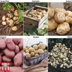 Potato 'T&M Favourites Collection'