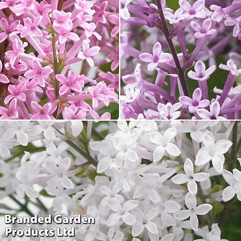 Syringa Flowerfesta® Collection - Image 2