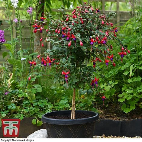 Fuchsia 'Angela' (Hardy) (Standard) - Image 3
