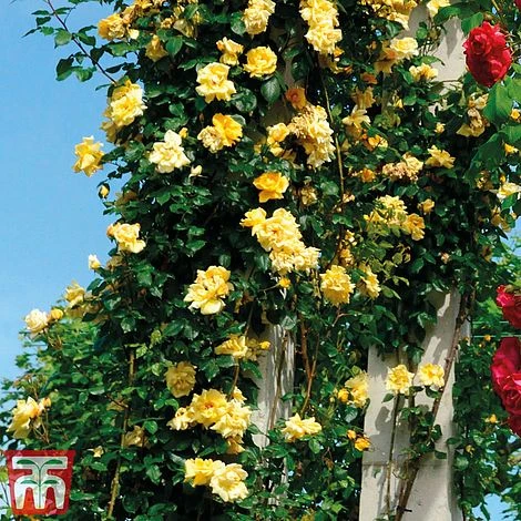 Rose 'Golden Showers' (Climbing) - Image 3