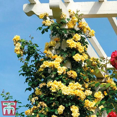 Rose 'Golden Showers' (Climbing) - Image 4